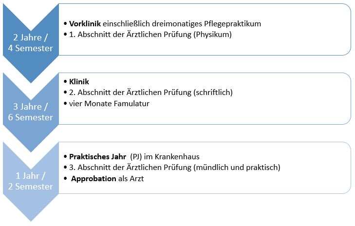Diagramm: Ausbildungsweg Medizinstudium